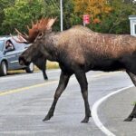 Private Transfer, Whittier Cruise ship to Anchorage - FAQs