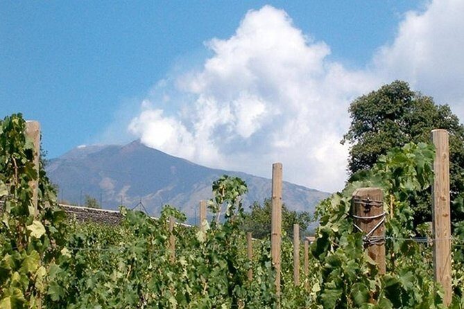Private visit to the cellars of Etna with wine tasting - A Deep Dive into the Wine Cellar Tour