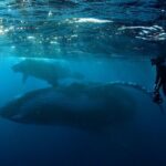 Private Whale Outing on the Tahiti Peninsula - FAQs