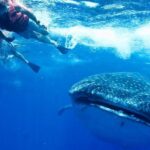 Private Whale shark Ecofriendly tour from Cancun - The Experience from a Traveler’s Perspective