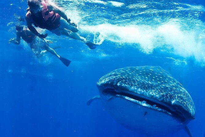 Private Whale shark Ecofriendly tour from Cancun - The Experience from a Traveler’s Perspective