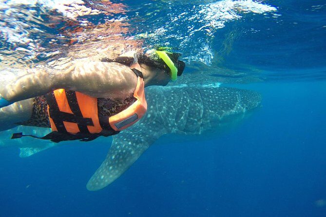 Private Whale Shark Tour from Cancun - Who Should Consider This Tour?