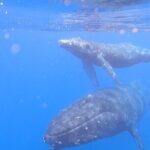 Private Whale Watch and Snorkel off Kaua'i - Why Choose This Tour?