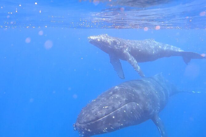 Private Whale Watch and Snorkel off Kaua'i - Why Choose This Tour?