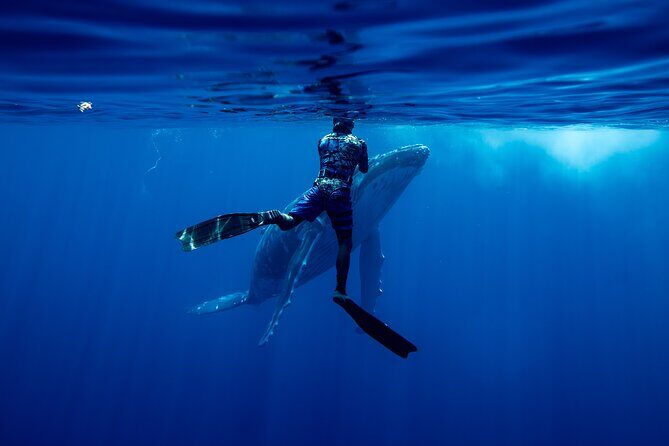 Private Whale Watching Adventure in Mo'orea - Authentic Feedback from Travelers