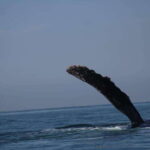 Private whale watching in mazatlan - Key Points