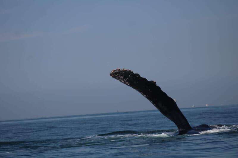 Private whale watching in mazatlan - Key Points