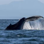 Private Whale Watching Nanaimo - Open Boat - Value and Practical Considerations