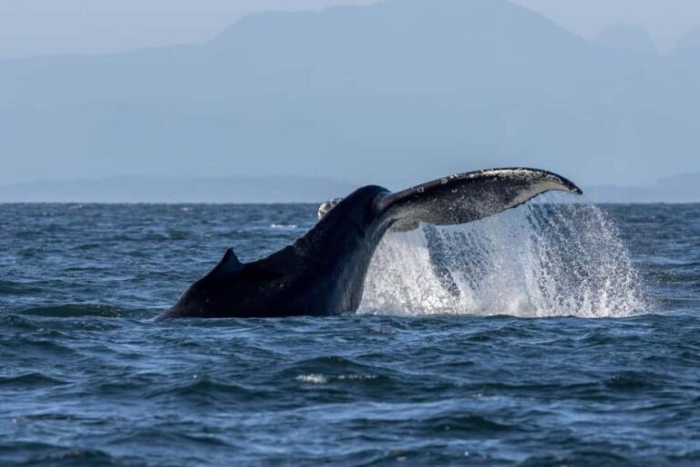 Private Whale Watching Nanaimo - Open Boat - Value and Practical Considerations