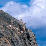 PRIVATE Wilderness and Wildlife Walking Tour - 2.5H - An In-Depth Look at the Wilderness and Wildlife Walking Tour