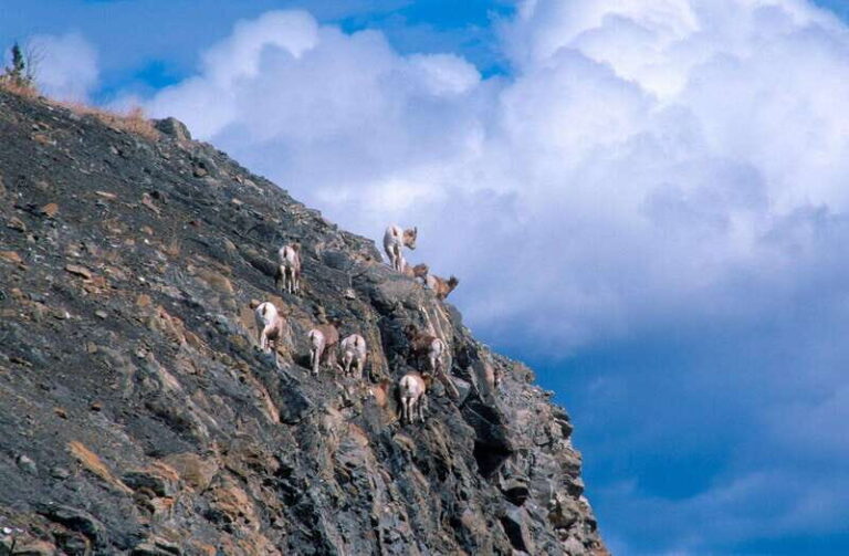 PRIVATE Wilderness and Wildlife Walking Tour - 2.5H - An In-Depth Look at the Wilderness and Wildlife Walking Tour