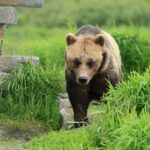 Private Wildlife, Glacier & Gold Panning (Panoramic Van  Max 9) - Final Thoughts: Why Choose This Tour?