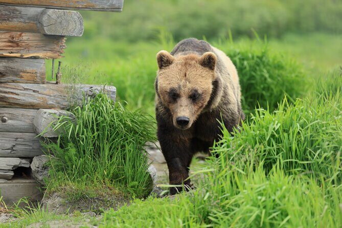 Private Wildlife, Glacier & Gold Panning (Panoramic Van  Max 9) - Final Thoughts: Why Choose This Tour?
