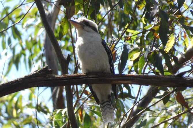 Private Wildlife Tour Wombats Kangaroos and Waterfalls - Why This Tour Shines