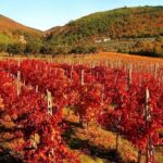 Private Wine & Culture Tour Hidden Tuscany: Pitigliano & Sovana - The Sum Up