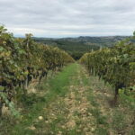 Private wine tour in Chianti Classico with sommelier (2 wineries) - FAQ