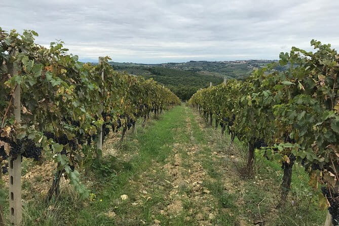 Private wine tour in Chianti Classico with sommelier (2 wineries) - FAQ
