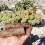 Private Wine Tour in Santorini - FAQ