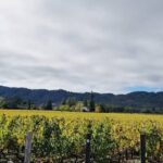 Private Wine Tour of Napa Valley - Why This Tour Stands Out
