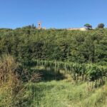 Private wine tour on the magical hills of Lucca (2 wineries) - An In-Depth Review of the Lucca Hills Wine Tour