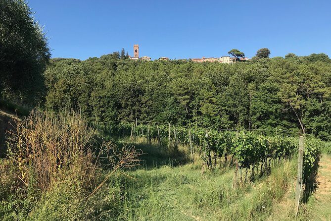 Private wine tour on the magical hills of Lucca (2 wineries) - An In-Depth Review of the Lucca Hills Wine Tour