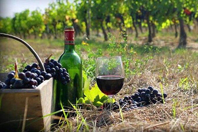 Private Wine Tour to Kakheti from Tbilisi - The Itinerary in Detail: What You’ll See and Do