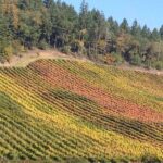 Private Wine Tour with Tastings from Eugene - Final Thoughts: Who Will Love This Tour?