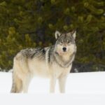 Private Yellowstone Wildlife Sightseeing Tour - The Real Value of This Tour