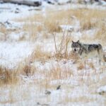Private Yellowstone Winter Wolf Watching and Wildlife Safari - Exploring Yellowstone in Winter: What You Can Expect