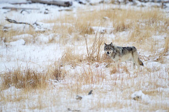 Private Yellowstone Winter Wolf Watching and Wildlife Safari - Exploring Yellowstone in Winter: What You Can Expect