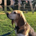 Private:Brewery, Winery, and Cider & Spirit Tastings Tour in SW Ontario - FAQs