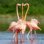 Progreso, Flamingos, Cenote, and Salt Ponds adventure from Merida - What’s Included and What’s Not
