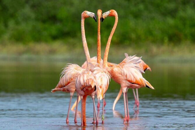 Progreso, Flamingos, Cenote, and Salt Ponds adventure from Merida - What’s Included and What’s Not