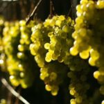 Prosecco tour in Valdobbiadene: Wine tasting and local products - Final thoughts: The value of this Prosecco experience