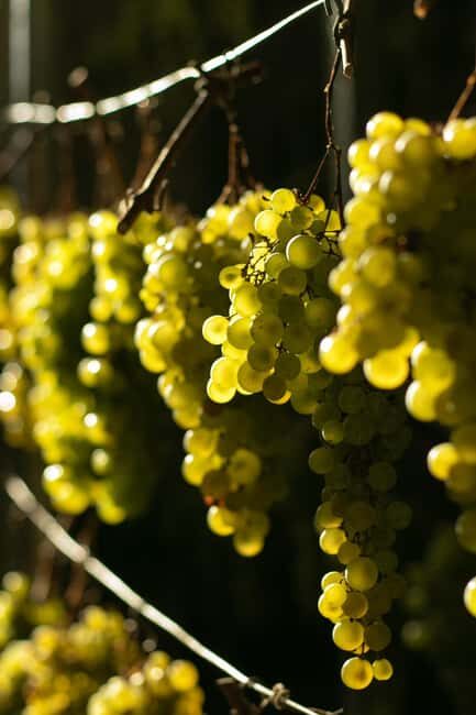 Prosecco tour in Valdobbiadene: Wine tasting and local products - Final thoughts: The value of this Prosecco experience