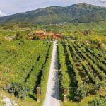 Prosecco Wine Tasting. Visit Treviso. From Venice - In-Depth Review of the Prosecco & Treviso Tour