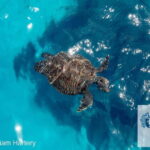Protaras: Medusa Chill-Out Cruise to Blue Lagoon & Sea Caves - Final Thoughts: Is This the Right Trip for You?