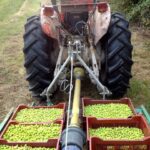 Provence Olive Harvest - Who Will Love This Tour?