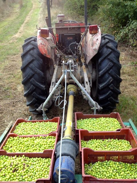 Provence Olive Harvest - Who Will Love This Tour?