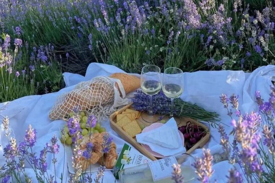 Provence: Valensole Lavender Fields Guided Full-Day Tour - In-Depth Review of the Provence: Valensole Lavender Fields Tour