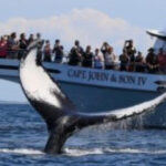 Provincetown: Whale Watching Cruise - Who Will Love This Tour?