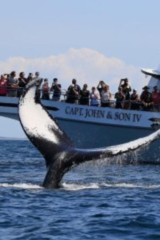 Provincetown: Whale Watching Cruise - Who Will Love This Tour?
