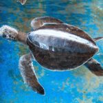 Puerto Angel Exotic Animal Wildlife Experience - Frequently Asked Questions