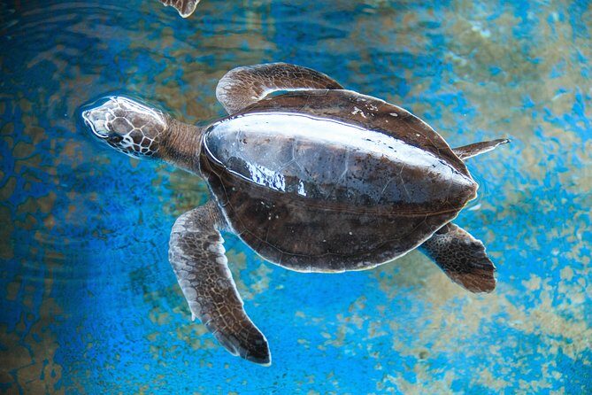 Puerto Angel Exotic Animal Wildlife Experience - Frequently Asked Questions