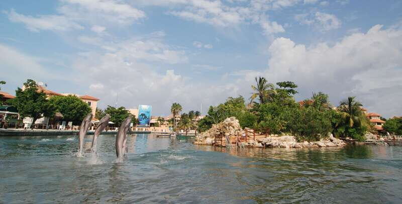 Puerto Aventuras: Manatee Encounter - A Closer Look at the Experience
