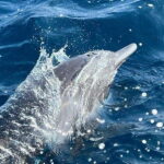 Puerto Escondido: Boat Tour to see Dolphins and Marine Life - A Deep Dive into the Experience