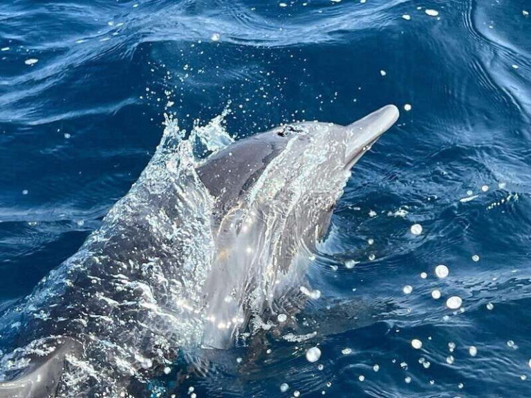 Puerto Escondido: Boat Tour to see Dolphins and Marine Life - A Deep Dive into the Experience