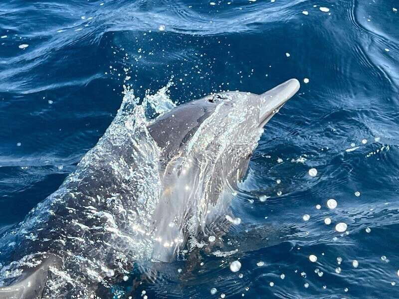 Puerto Escondido: Boat Tour to see Dolphins and Marine Life - A Deep Dive into the Experience