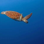 Puerto Escondido: Family Private Boat Tour - Authentic Experiences and the Value of a Private Tour