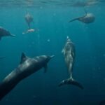 Puerto Escondido: The Best Adventure for Dolphin Watching - Who Is This Tour Best For?